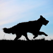 Running dog silhouette