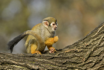 Wall Mural - common squirrel monkey - saimiri sciureus, beautiful primate from south american forest.