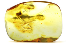 Baltic Amber With Marsh Beetle Isolated On White Background