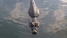The Crocodile Swims In The Green Marshy Water. Muddy Swampy River. Pattaya Crocodile Farm. Thailand. Asia.