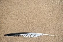 Black And White Seagull Feather On Wet Sand