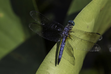 dragon fly 2