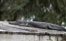 Florida Alligator Resting On A Wooden Dock Against Water And Green Trees