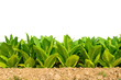 Green tobacco field on white background with clipping path.Tobacco plantation for  Agricultural industry.