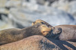 Group of Seals sleeping on a rock at Cabo Pulmo, Baja California