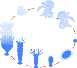 Wall Mural - Developmental stages of jellyfish life cycle