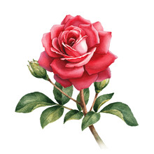 Watercolor Illustration Of Rose Flower
