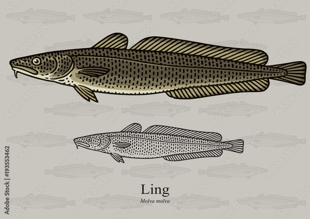 Ling. Vector illustration with refined details and optimized stroke ...