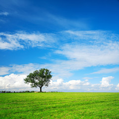 Wall Mural - Grünes Feld, solitärer Baum, blauer Himmel mit Wolken