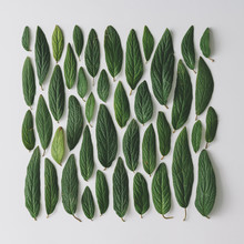 Creative Layout Made Of Green Leaves. Flat Lay. Nature Spring Concept.