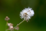 Fototapeta Dmuchawce - A dandelion flower with dew at morning. Selective focus.