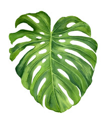 Realistic tropical botanical foliage plants. Set of tropical leaves: green palm neanta, monstera. Hand painted watercolor illustration isolated on white.