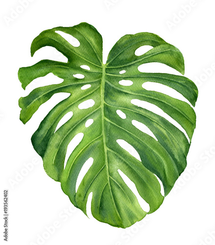 Obraz w ramie Liście tropikalnej rośliny