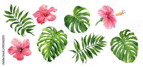 Realistic tropical botanical foliage plants. Set of tropical leaves and flowe...