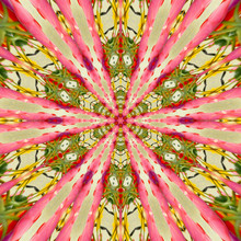 Pink Flower Kaleidoscope Background Spring Tulips Colors In Green Background