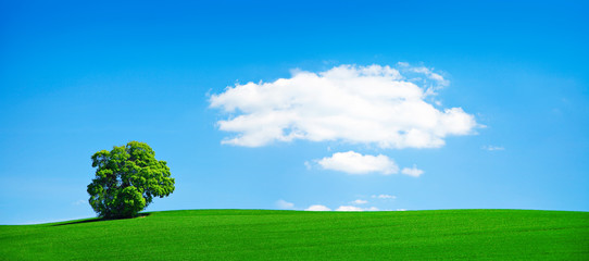 Wall Mural - Grünes Feld, solitäre Linde, blauer Himmel, einzelne Wolke