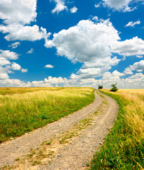 Wall Mural - Feldweg durch reife Felder, Landschaft im Sommer, blauer Himmel mit Kumuluswolken