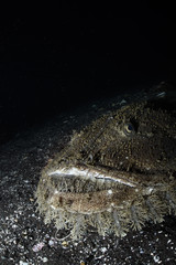 Ugly Monk Fish on Ocean Bed of Japan