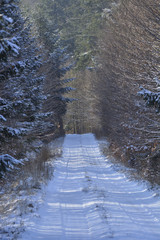 Wall Mural - forest vista in the winter