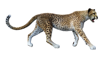 Wall Mural - 3D Rendering Big Cat Cheetah on White