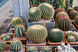 © ironstuffy - Variety of exotic green succulents grow in pots in a greenhouse