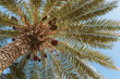 palm with dates