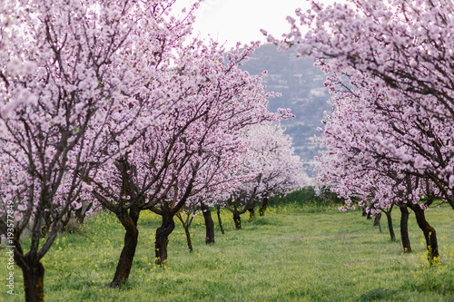 garden with blooming almonds and cherry trees плакат