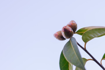 Blooming Camellia Under Clean Sky