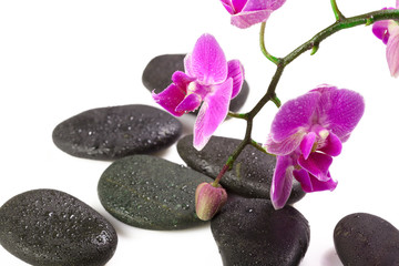 zen stone and orchid. spa concept