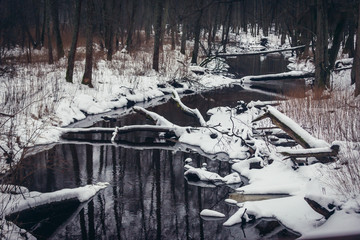 Canvas Print - Small river Lutownia in so called Old Bialowieza forest range, part of Bialowieza Forest in Poland