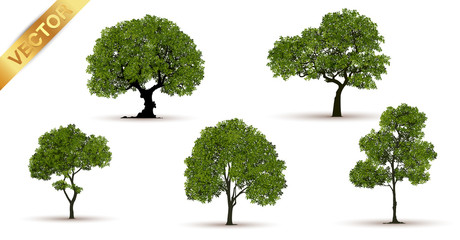 Wall Mural - Beautiful tree on a white background