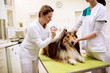 © didesign - Young female veterinarian taking sample from dog's ear