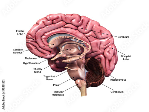 Fotografía Human Brain Sagittal Section with Labels