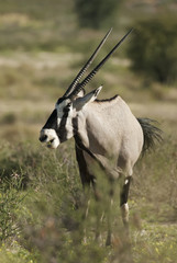 Wall Mural - gemsbok, oryx gazella, kgalagadi transfrontier park, kalahari desert, south africa