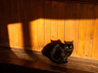 A beautiful black cat. Cat on a wooden background, in the sunlight.