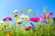 Leinwanddruck Bild - Grußkarte - bunte Blumenwiese - Sommerblumen