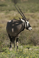 Wall Mural - gemsbok, oryx gazella, kgalagadi transfrontier park, kalahari desert, south africa
