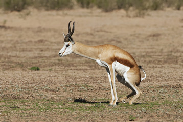Wall Mural - springbok, antidorcas marsupialis, kgalagadi transfrontier park, kalahari desert, south africa