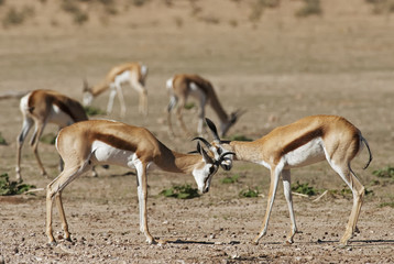 Wall Mural - springbok, antidorcas marsupialis, kgalagadi transfrontier park, kalahari desert, south africa