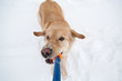 Golden Retriever playing tug in the winter
