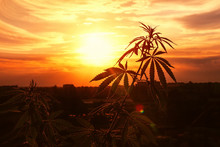 Growing Marijuana, Cannabis Grows, Horizontal Photograph Against Sky With Rays Of Outgoing Sun. Hemp Sunset In Warm Color