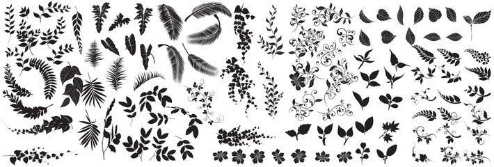 collection of  leaves