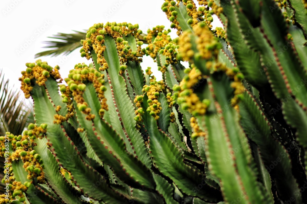 Canary Island Spurge - toxic cactus (Euphorbia canariensis). Plants of Gran  Canaria. Stock Photo | Adobe Stock