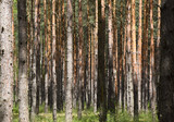 Fototapeta Las - Lots of trees in forest - background. Poland.
