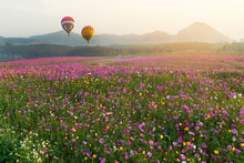 Colorful Hot Air Balloons In The Early Morning