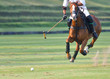 The polo player is riding on a horse