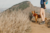 Fototapeta Zwierzęta - Dog on a hiking trail