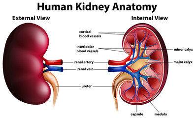 Wall Mural - Diagram showing human kidney anatomy
