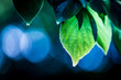 © Jennifer - Green backlit leaves against a blue bokeh background