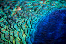 Close-up Of Peacock Feathers